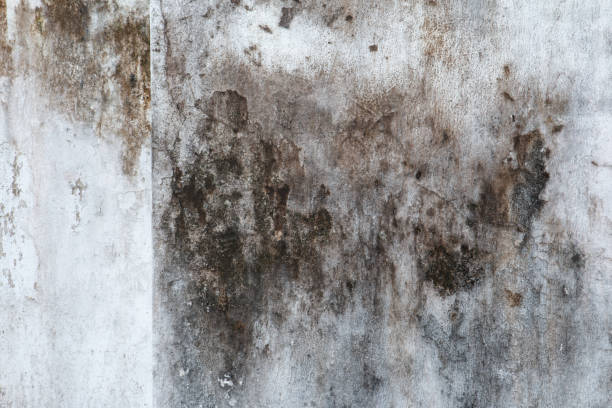 Best Environmental Consulting for Mold Prevention  in Cochran, GA