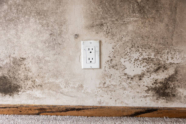 Best Comprehensive Air Testing for Mold Contaminants  in Cochran, GA